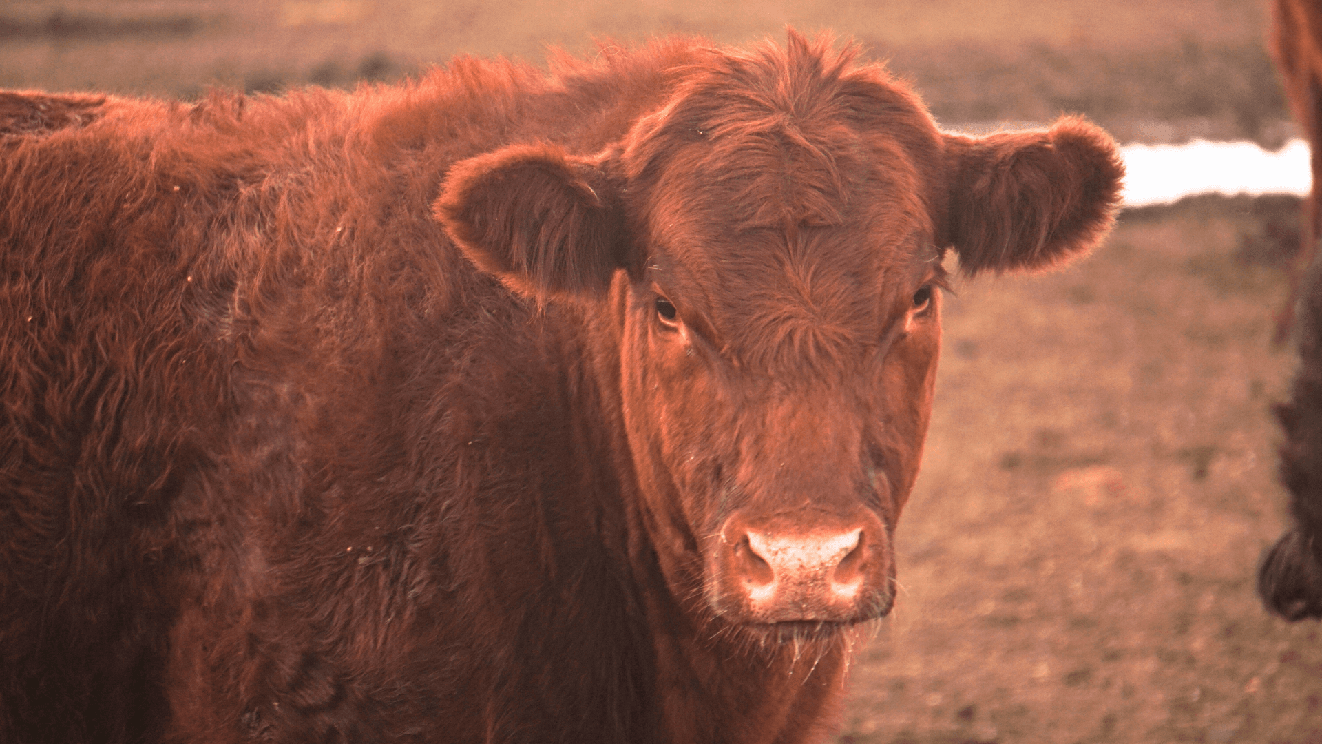 Origen y tradición familiar